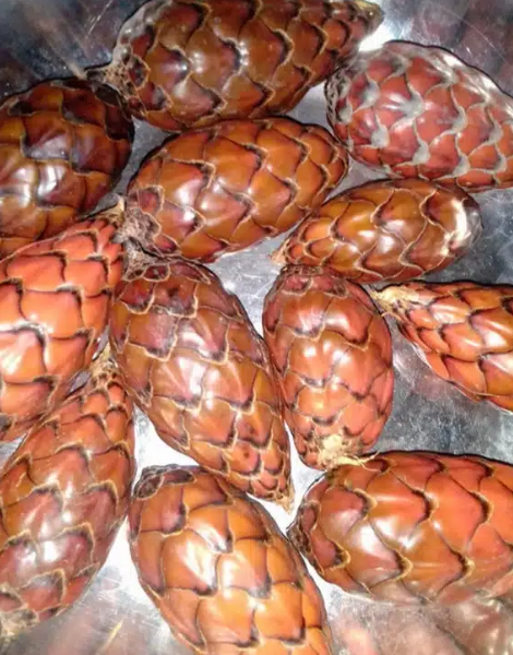 Raffia Hokeri